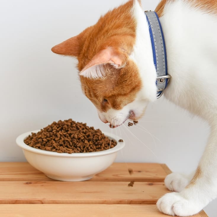 【Park cat貓樂園】無敵貓糧鮮雞蜂王乳2KG 適口性佳 全齡貓飼料