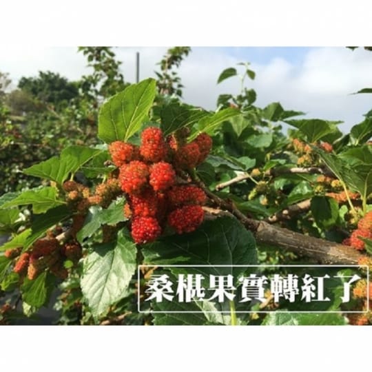 【老農手摘】天然野生桑葚果-產地直銷(500公克x3包)