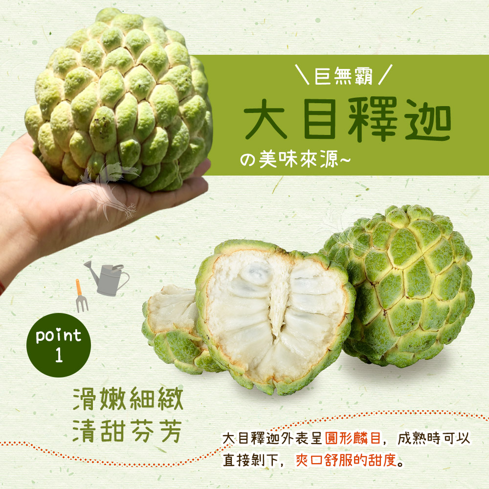  【禾鴻】台東優質大目釋迦5斤／10斤 林檎 番荔枝 水果