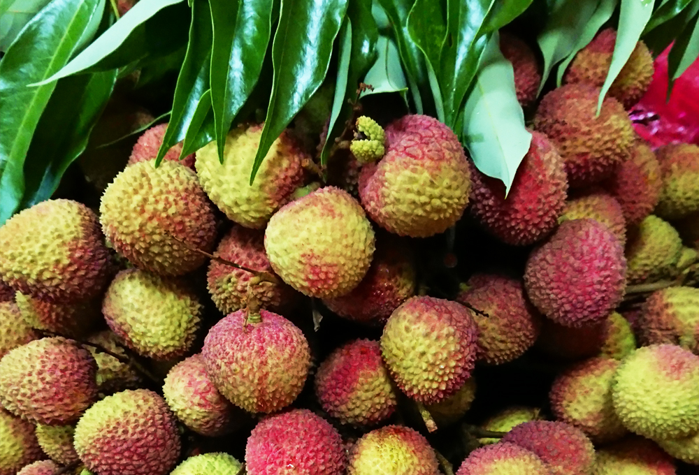 【 台灣紅】高樹正宗小籽爆漿玉荷包荔枝4斤/盒 荔枝禮盒 水果禮盒