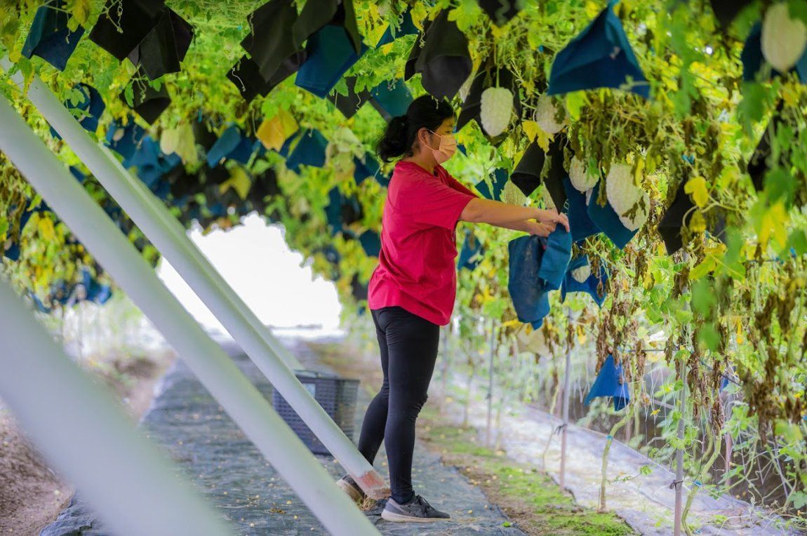 【宏展農場】白玉苦瓜酥(鹽味／胡椒／芥末)80g 苦瓜脆片 苦瓜餅乾 蔬菜餅乾