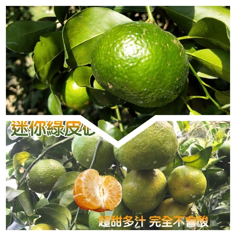 【歐吉商】安心迷你綠皮砂糖橘5台斤