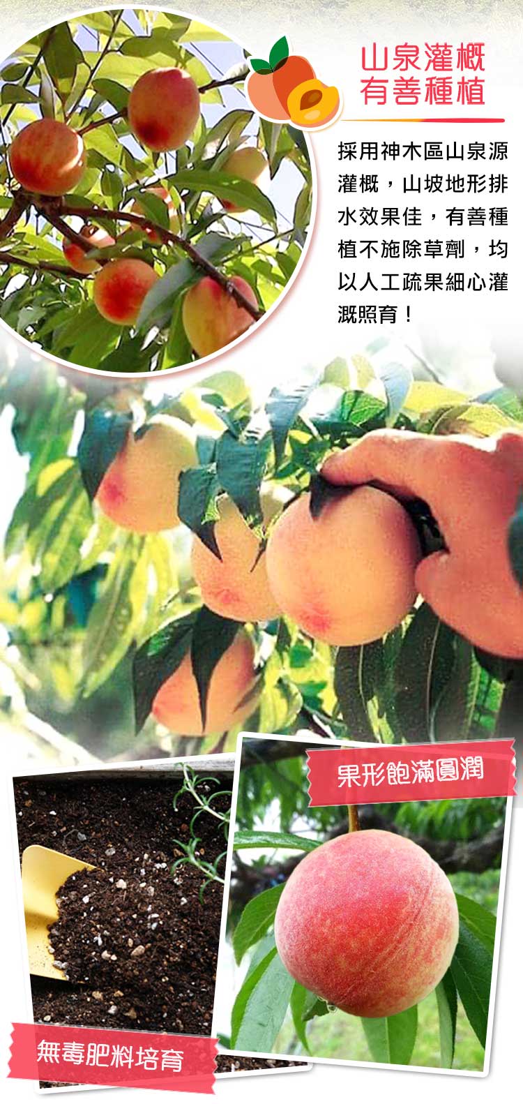 【享吃鮮果】正宗鮮採拉拉山水蜜桃1.3kg