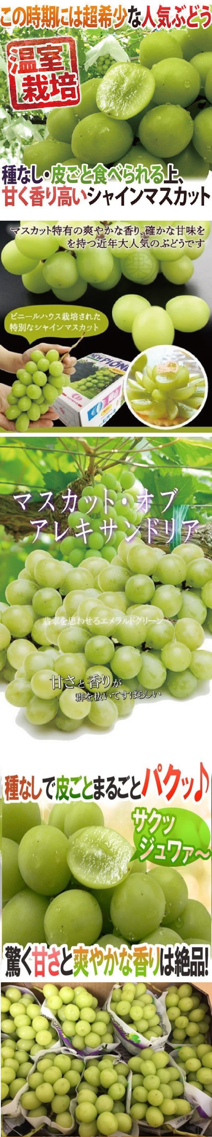 【WANG 蔬果】日本空運麝香無籽葡萄(1串禮盒/約450-500g)