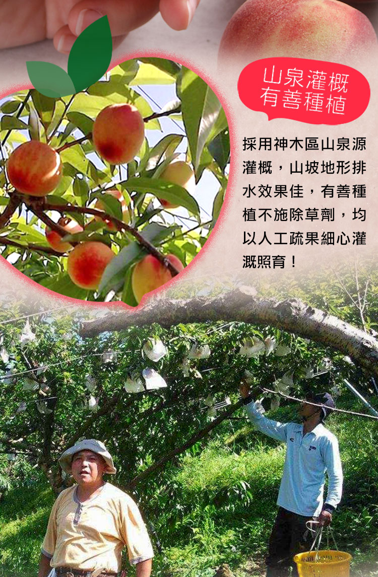 【享吃鮮果】拉拉山鮮採一口桃1.2kg 水蜜桃 拉拉山水蜜桃 桃子
