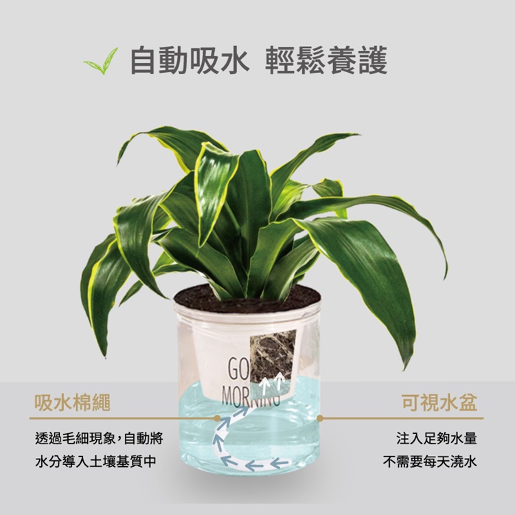 懶人福音自動吸水透明花盆