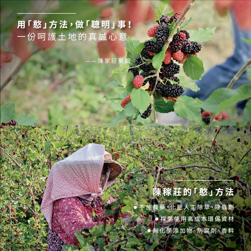 【起士公爵】初夏桑椹乳酪蛋糕 6吋 甜點 下午茶