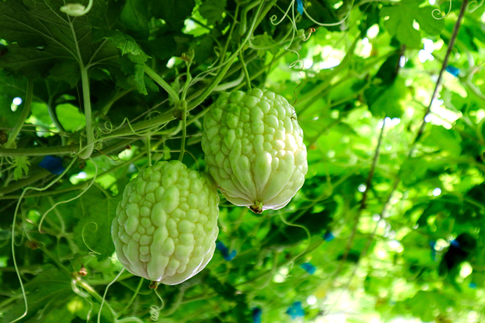 【宏展農場】白玉苦瓜酥(鹽味／胡椒／芥末)80g 苦瓜脆片 苦瓜餅乾 蔬菜餅乾