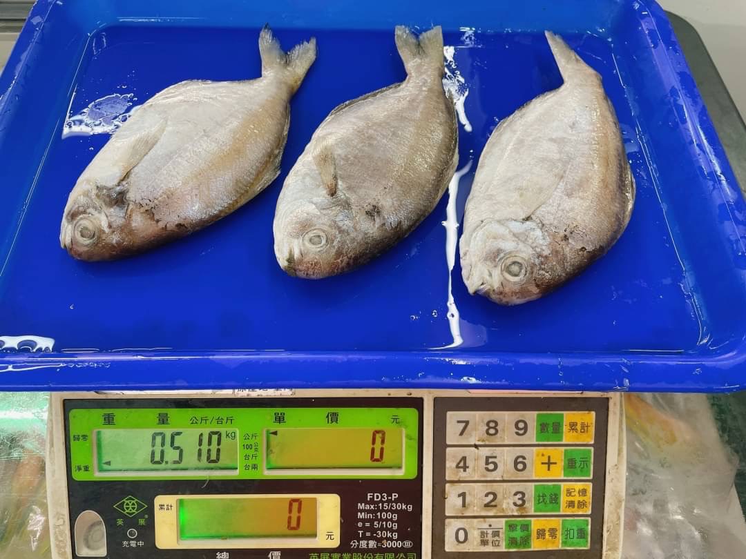 【鮮到貨】台灣野生撈捕大肉魚500g 3尾/包