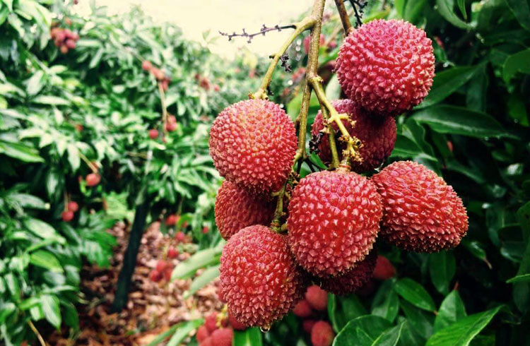 【台灣紅】屏東恆春超小籽爆漿玉荷包荔枝(4斤/盒) 水果禮盒 荔枝禮盒