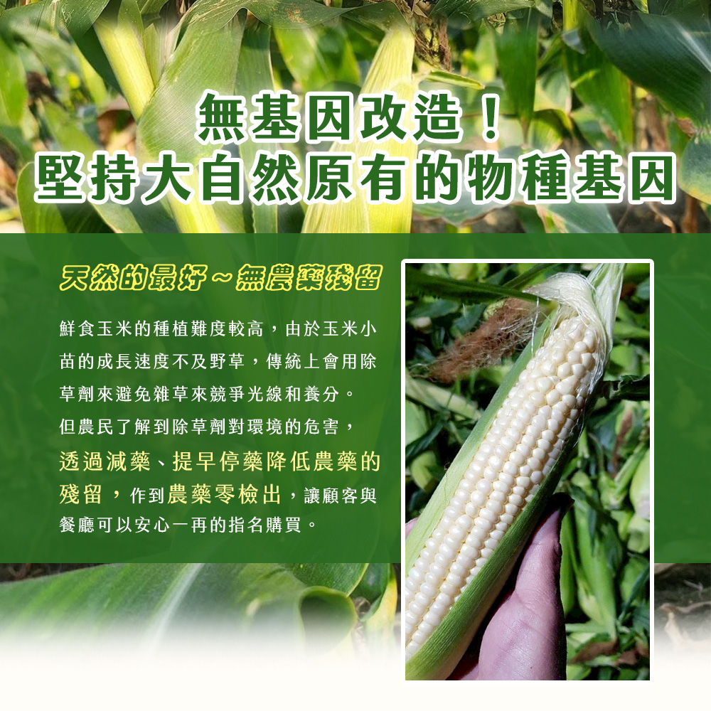 【雪莉朵辣嚴選】白龍王水果玉米3.6kg 甜玉米 生玉米 無基因改造 無農藥殘留