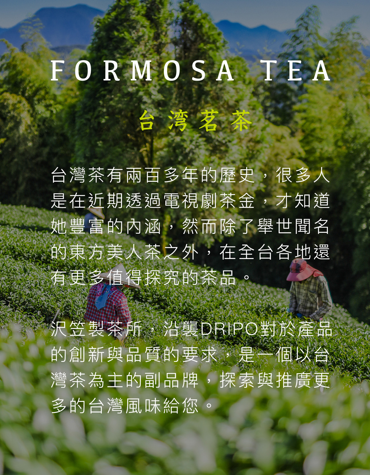 【Dripo】沢笠製茶所冷泡茶 大梔子花綠茶/紅蜜烏龍/玄米綠茶/不知春四季青