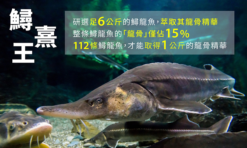 【炘宸生技】鱘熹王(60粒/盒) 專利K2龍複方膠囊 UC2 MSM 貓爪藤