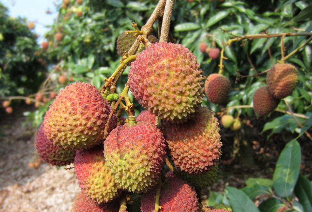 【 台灣紅】高樹正宗小籽爆漿玉荷包荔枝4斤/盒 荔枝禮盒 水果禮盒