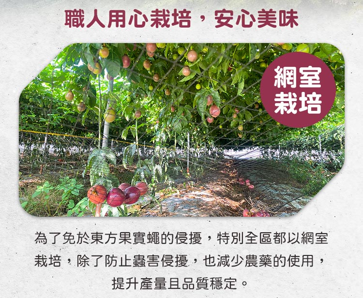 【愛上鮮果】匯通-台農一號百香果2.5斤