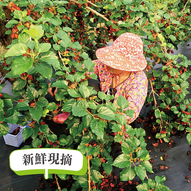 【老農手摘】桑葚濃縮果粒汁600g(原味／鳳梨／金桔／百香果／檸檬)果汁 桑葚汁