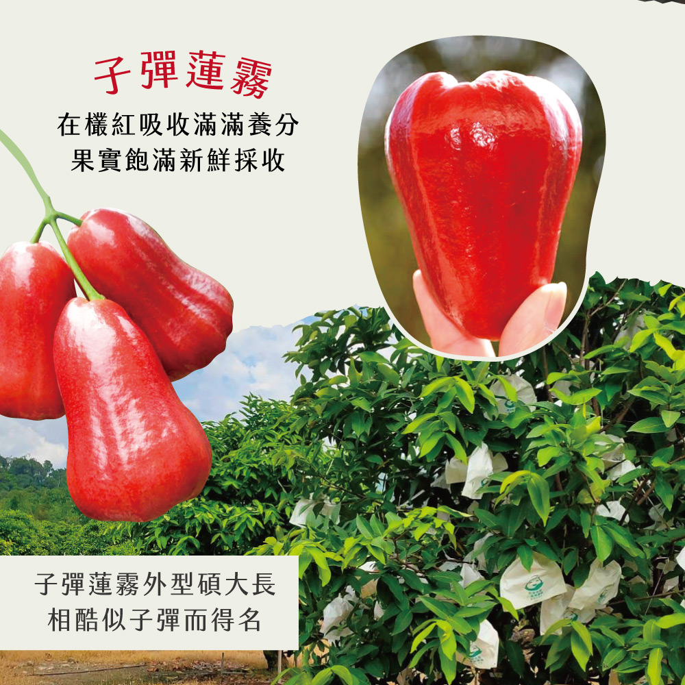 【初品果】高雄六龜子彈蓮霧2斤/4斤禮盒