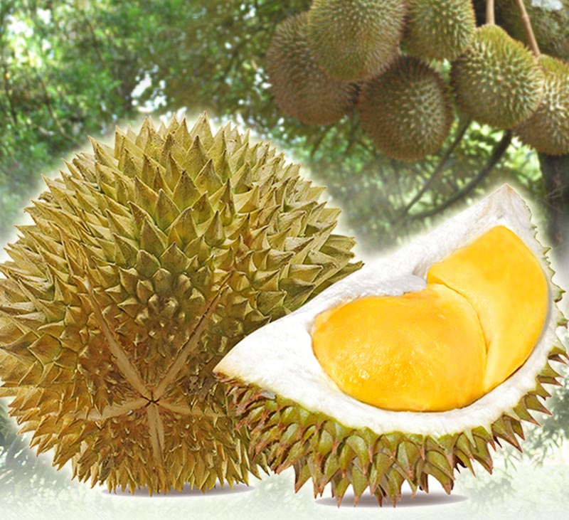 【享吃鮮果】頂級貓山王榴槤D197鮮凍果肉400g