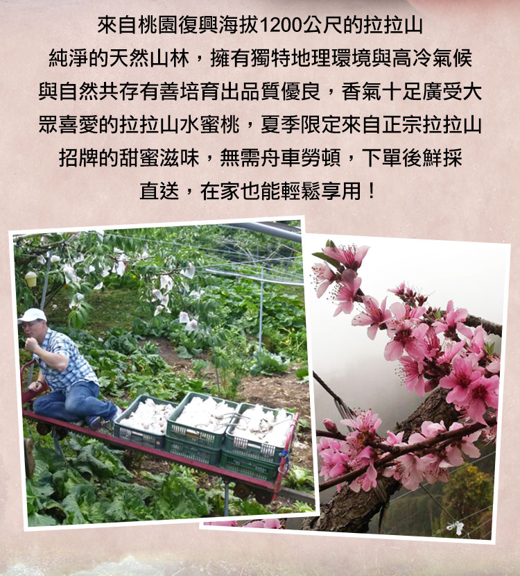 【享吃鮮果】拉拉山鮮採一口桃1.2kg 水蜜桃 拉拉山水蜜桃 桃子