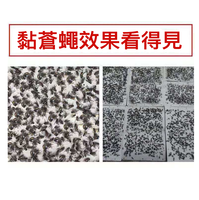 【春禾】綠黏王 蒼蠅黏蠅紙(高科技誘導配方)(20片/箱)