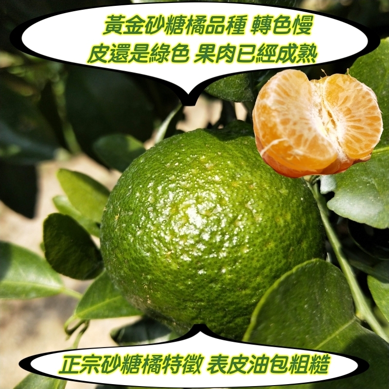 【歐吉商】安心迷你綠皮砂糖橘5台斤