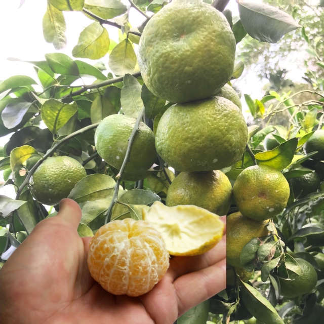 【歐吉商】安心迷你綠皮砂糖橘5台斤