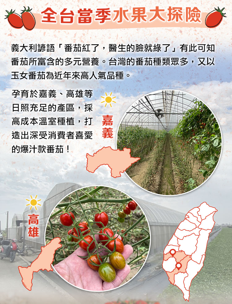 【享吃鮮果】鮮採玉女小番茄