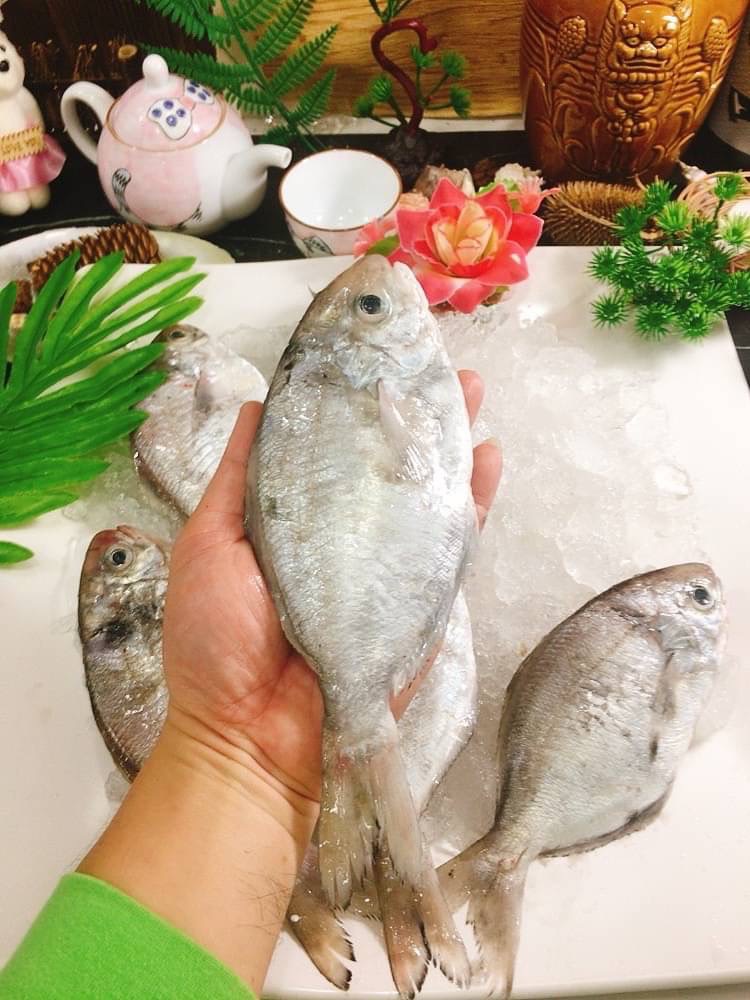 【鮮到貨】基隆港野生撈捕肉魚500g 4尾/包