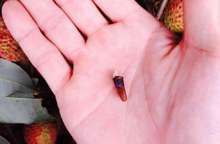 【台灣紅】屏東恆春超小籽爆漿玉荷包荔枝(4斤/盒) 水果禮盒 荔枝禮盒