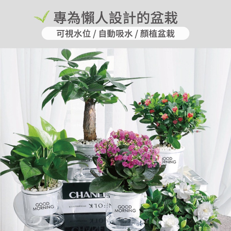 懶人福音自動吸水透明花盆