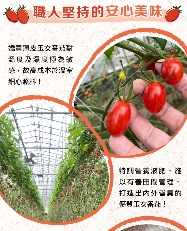 【享吃鮮果】鮮採玉女小番茄