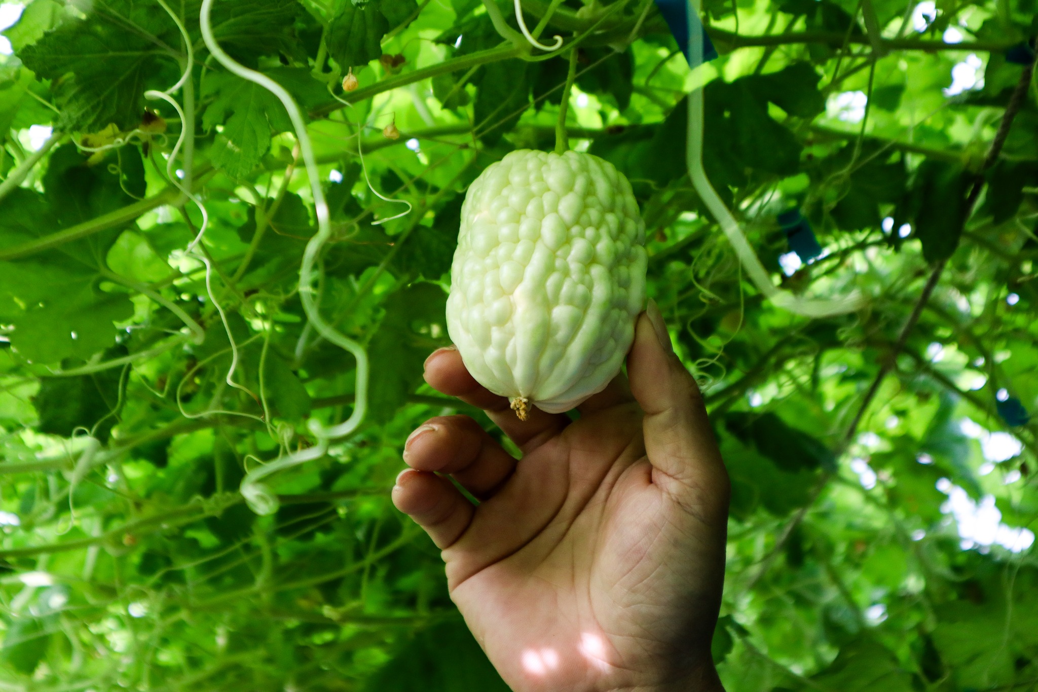 【宏展農場】白玉苦瓜酥(鹽味／胡椒／芥末)80g 苦瓜脆片 苦瓜餅乾 蔬菜餅乾