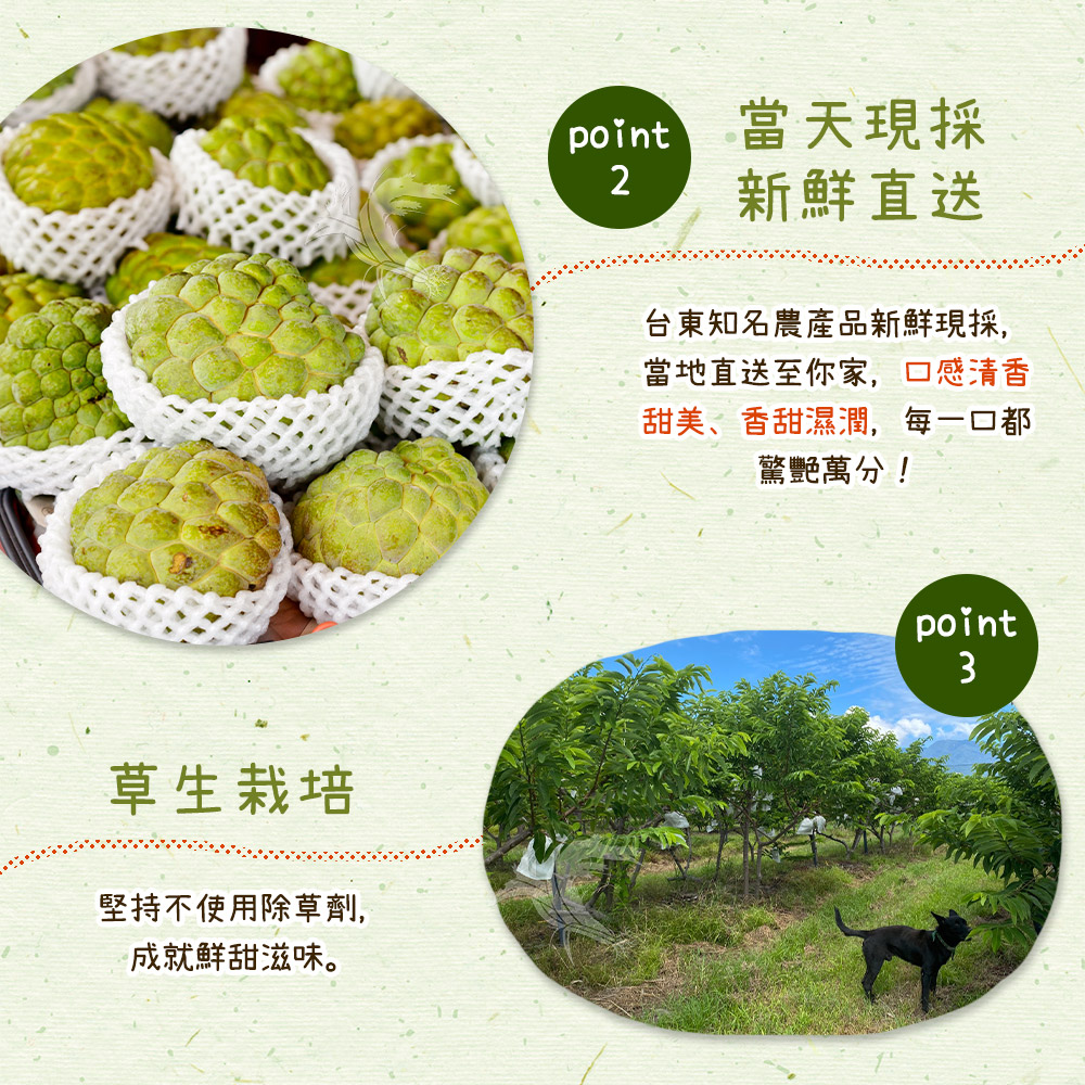  【禾鴻】台東優質大目釋迦5斤／10斤 林檎 番荔枝 水果