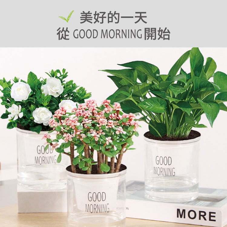 懶人福音自動吸水透明花盆