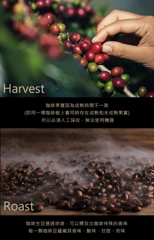 【CoFeel】凱飛鮮烘豆坦尚尼亞吉利馬札羅中深烘焙咖啡豆(半磅)