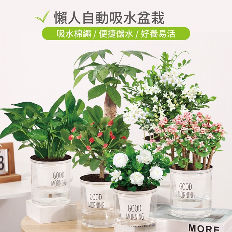 懶人福音自動吸水透明花盆
