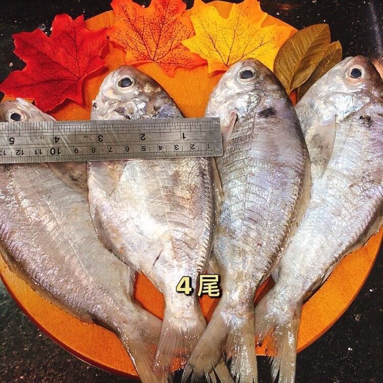 【鮮到貨】基隆港野生撈捕肉魚500g 4尾/包