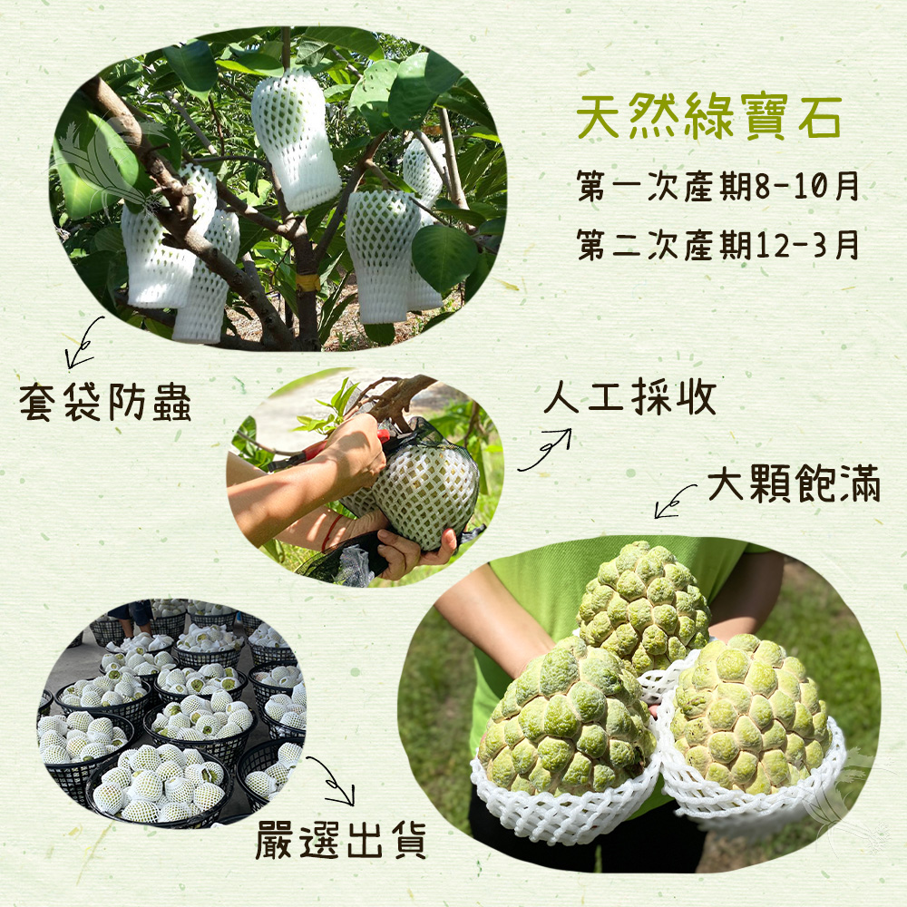  【禾鴻】台東優質大目釋迦5斤／10斤 林檎 番荔枝 水果