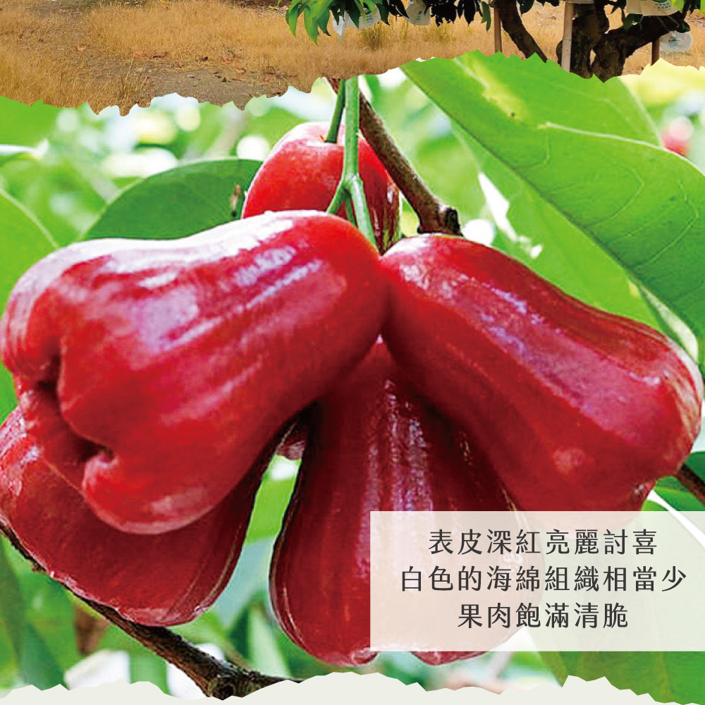 【初品果】高雄六龜子彈蓮霧2斤/4斤禮盒