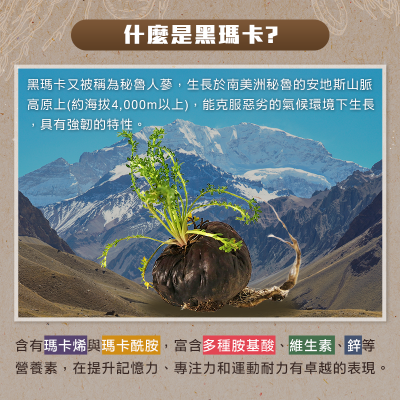 【正官庄】活蔘28D MACA (50mlx10包)