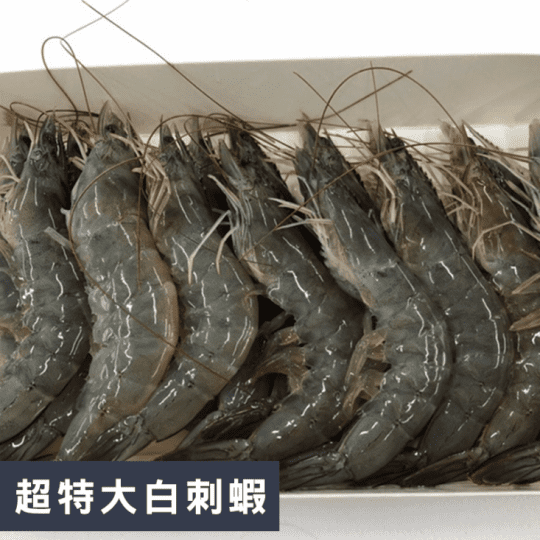 超特大白刺蝦500g