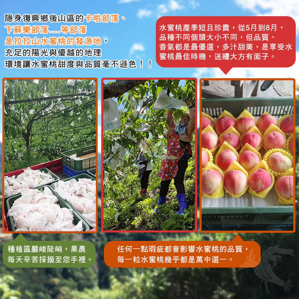 【禾鴻】產地直送季節限定拉拉山水蜜桃1.3KG 5顆/6顆/8顆/10顆/12顆