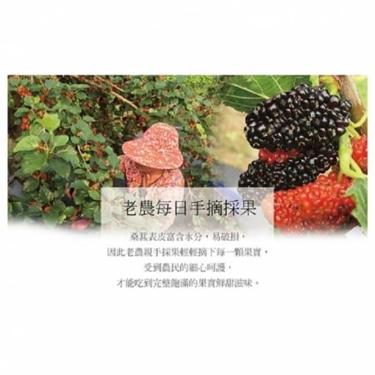 【老農手摘】天然野生桑葚果-產地直銷(500公克x3包)