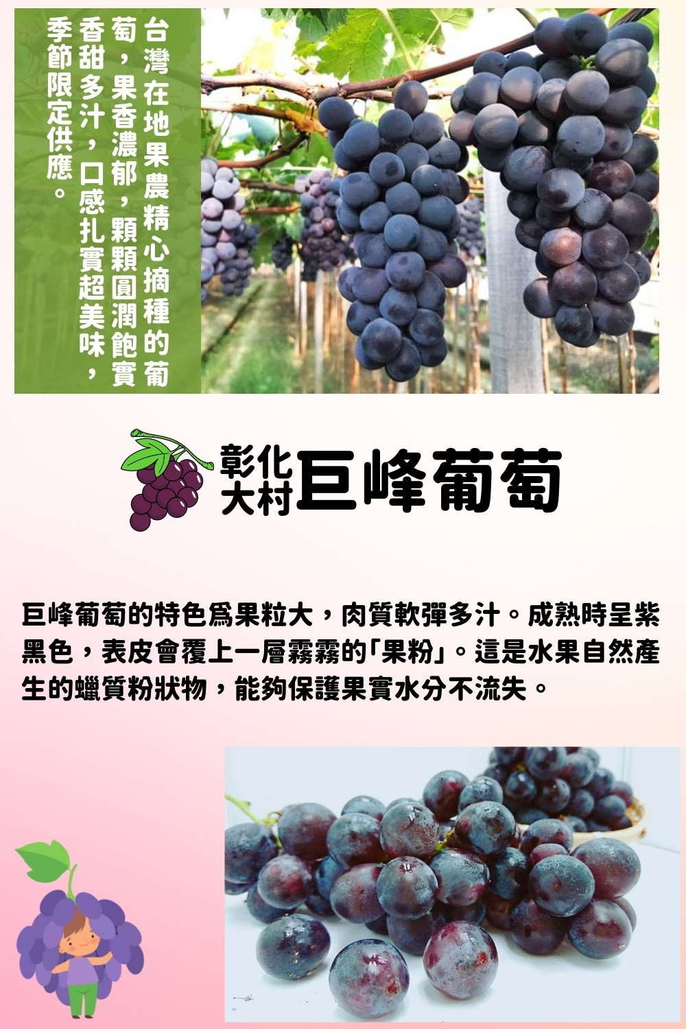 【阿成水果】彰化大村巨峰葡萄2.5kg 紫葡萄 葡萄禮盒 水果禮盒