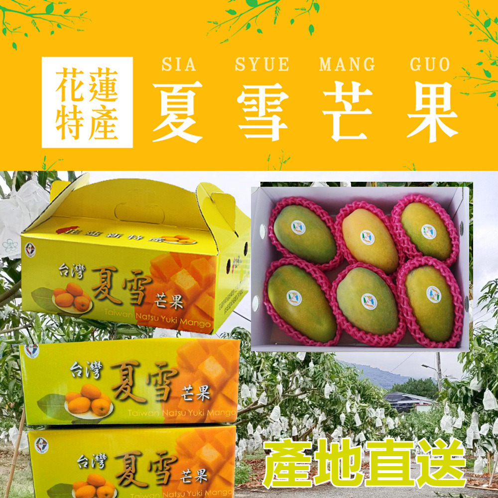 花蓮特a級夏雪芒果禮盒 5斤 盒 6入 產地直送 結合金煌 愛文 土芒果口感 生活市集