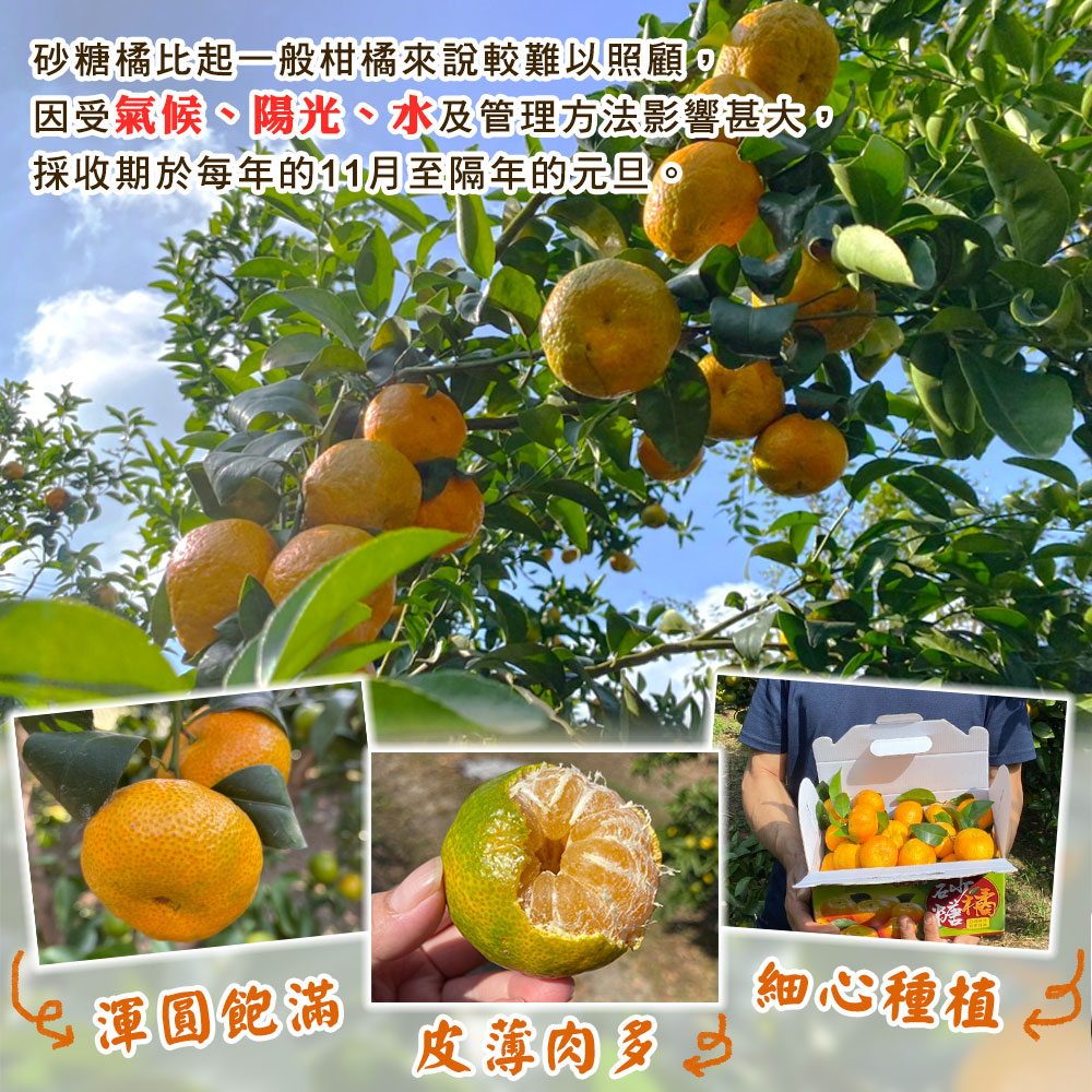 【禾鴻】苗栗蕉埔甜蜜爆汁正宗砂糖橘禮盒 3斤/盒