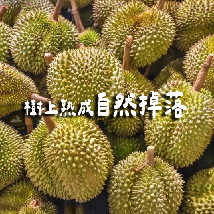 【馬來西亞】冷凍帶殼金貓王榴槤1A果1.6kg 冷凍榴槤 榴槤冰 榴槤肉 水果