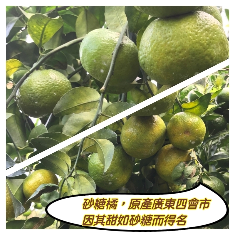 【歐吉商】安心迷你綠皮砂糖橘5台斤