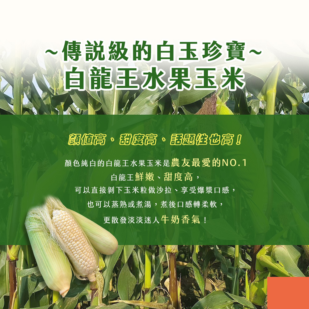 【雪莉朵辣嚴選】白龍王水果玉米3.6kg 甜玉米 生玉米 無基因改造 無農藥殘留
