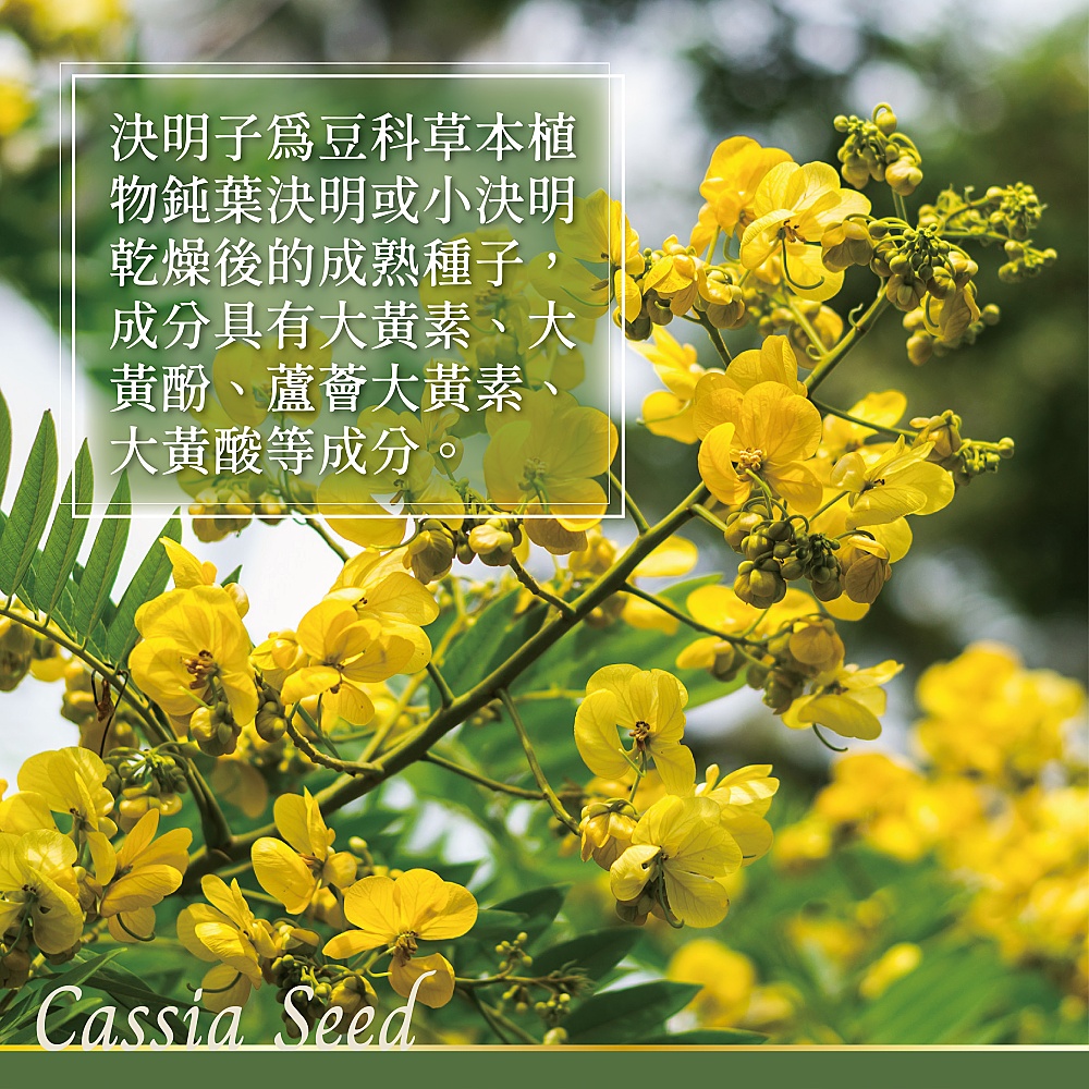 【SUPER FOOD】麥香決明子茶 茶包 養生茶 沖泡茶